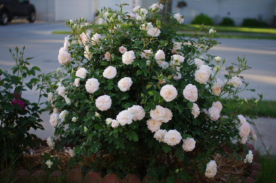 Růže mnohokvětá 'Morden Blush' - Rosa MK 'Morden Blush'