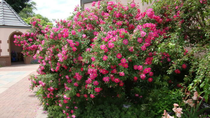Růže pnoucí 'William Baffin' - Rosa PN 'William Baffin'