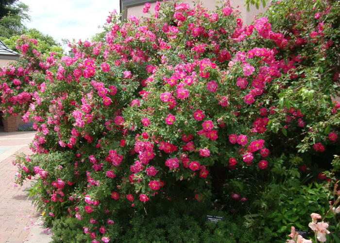Růže pnoucí 'William Baffin' - Rosa PN 'William Baffin'