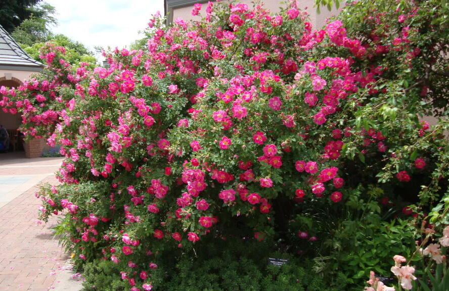 Růže pnoucí 'William Baffin' - Rosa PN 'William Baffin'