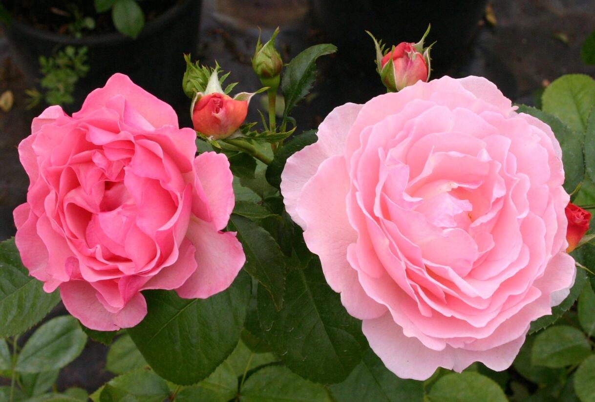 Růže pnoucí 'Climbing Sorbet' - Rosa PN 'Climbing Sorbet'