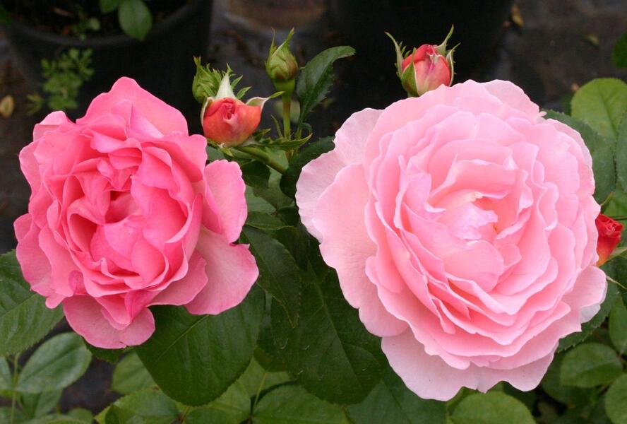 Růže pnoucí 'Climbing Sorbet' - Rosa PN 'Climbing Sorbet'