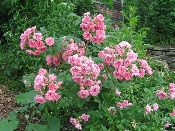 Růže svraskalá 'Pink Grootendorst' - Rosa rugosa 'Pink Grootendorst'