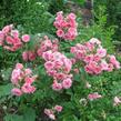 Růže svraskalá 'Pink Grootendorst' - Rosa rugosa 'Pink Grootendorst'