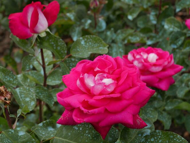 Růže velkokvětá Tantau 'Acapella' - Rosa VK 'Acapella'