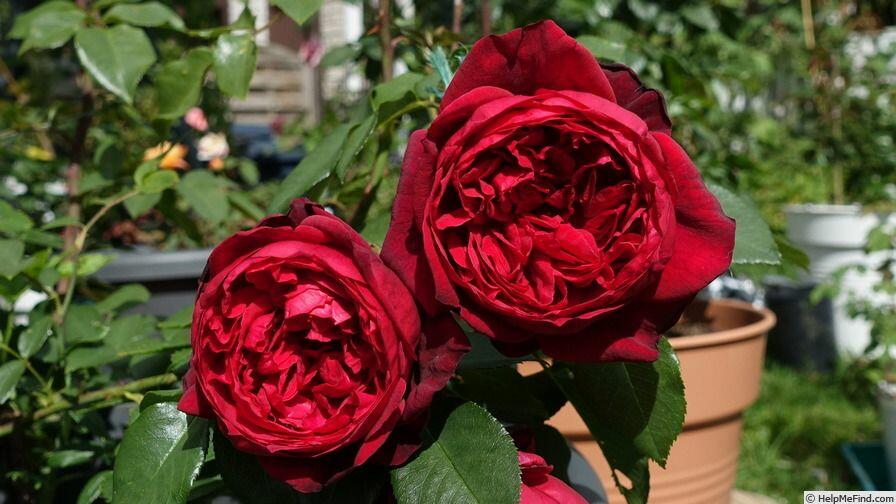Růže Velkokvětá Admiral Rosa Vk Admiral Zahradnictví Flos 