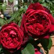 Růže velkokvětá 'Admiral' - Rosa VK 'Admiral'