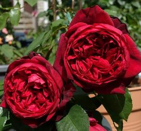 Růže velkokvětá 'Admiral' - Rosa VK 'Admiral'