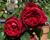 Růže velkokvětá 'Admiral'
