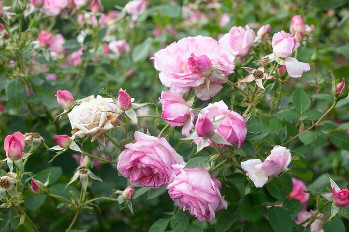 Anglická pnoucí růže Davida Austina 'Mortimer Sackler' - Rosa PN 'Mortimer Sackler'