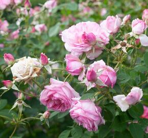 Anglická pnoucí růže Davida Austina 'Mortimer Sackler' - Rosa PN 'Mortimer Sackler'
