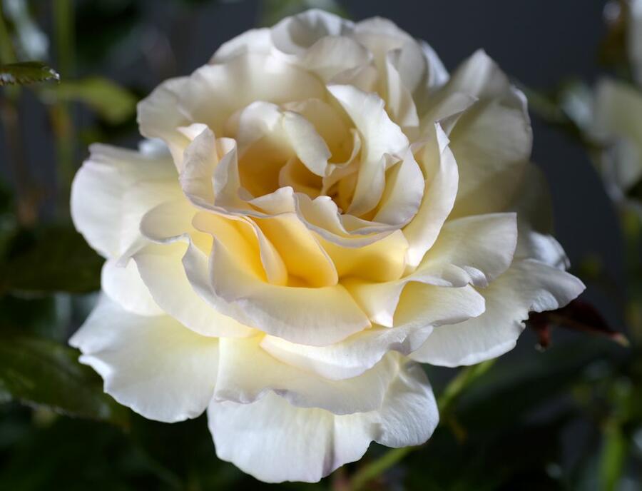 Růže velkokvětá 'Anastasia' - Rosa VK 'Anastasia'