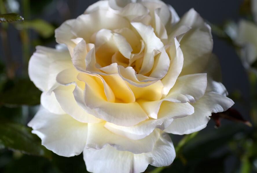 Růže velkokvětá 'Anastasia' - Rosa VK 'Anastasia'