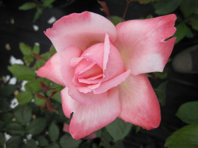 Růže velkokvětá Meilland 'Arioso' - Rosa VK 'Arioso'