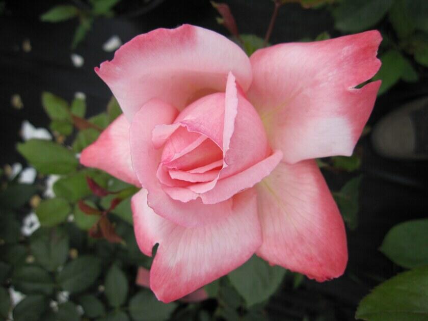 Růže velkokvětá Meilland 'Arioso' - Rosa VK 'Arioso'