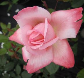 Růže velkokvětá Meilland 'Arioso' - Rosa VK 'Arioso'