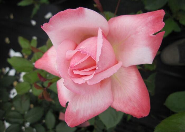 Růže velkokvětá Meilland 'Arioso' - Rosa VK 'Arioso'