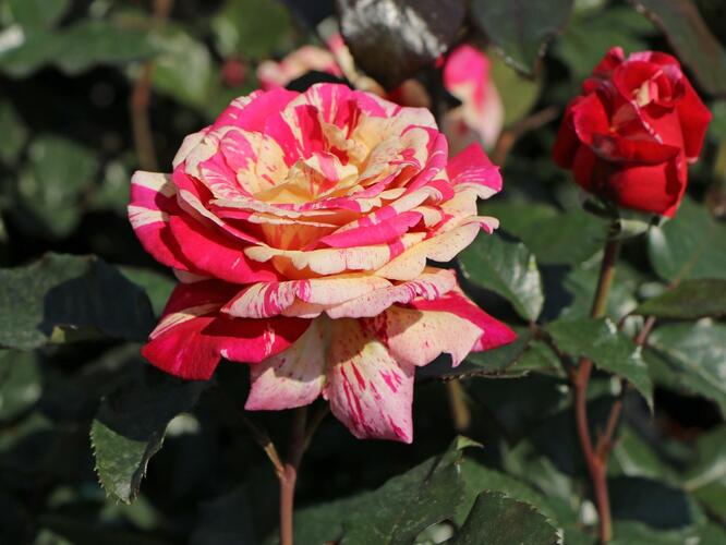 Růže velkokvětá 'Broceliande' - Rosa VK 'Broceliande'