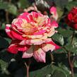 Růže velkokvětá 'Broceliande' - Rosa VK 'Broceliande'