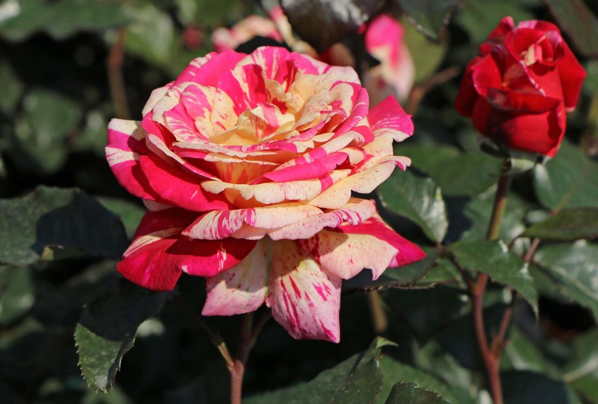 Růže velkokvětá 'Broceliande' - Rosa VK 'Broceliande'