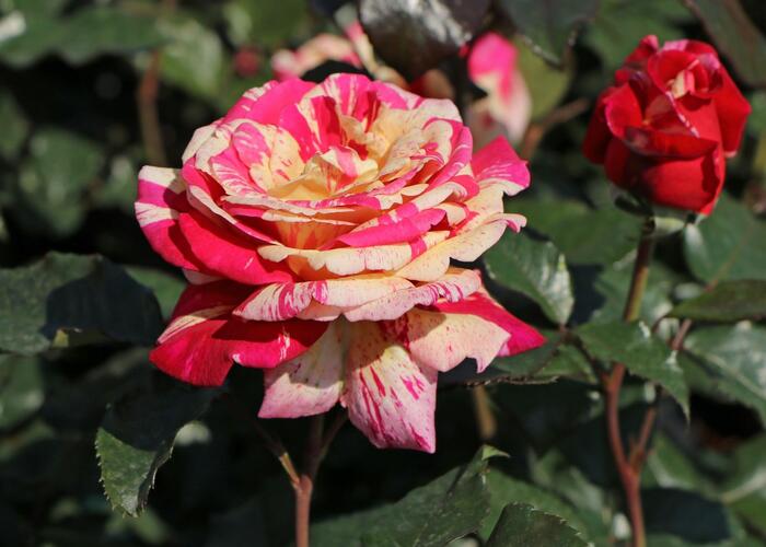 Růže velkokvětá 'Broceliande' - Rosa VK 'Broceliande'