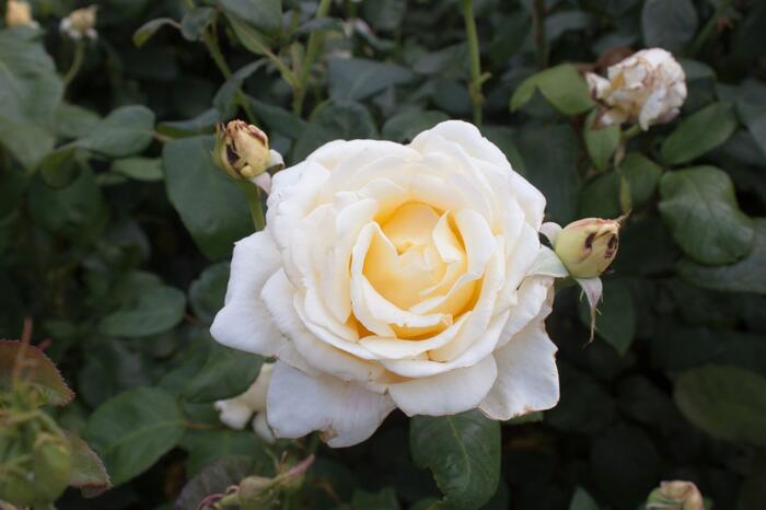 Růže velkokvětá 'Caroline Victoria' - Rosa VK 'Caroline Victoria'