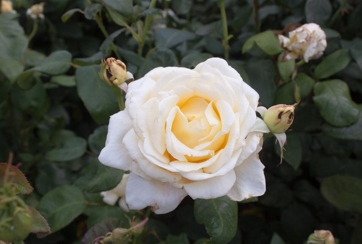 Růže velkokvětá 'Caroline Victoria' - Rosa VK 'Caroline Victoria'