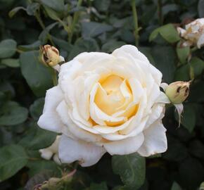 Růže velkokvětá 'Caroline Victoria' - Rosa VK 'Caroline Victoria'