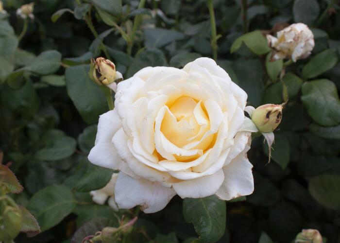 Růže velkokvětá 'Caroline Victoria' - Rosa VK 'Caroline Victoria'