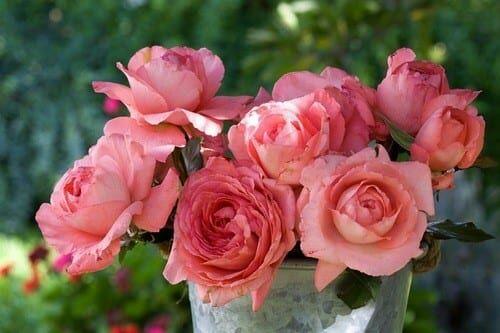 Růže velkokvětá Meilland 'Arthur Rimbaud' - Rosa VK 'Arthur Rimbaud'
