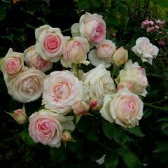 Růže velkokvětá Meilland 'Andre le Notre' - Rosa VK 'Andre le Notre'