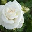 Růže velkokvětá 'Annapurna' - Rosa VK 'Annapurna'