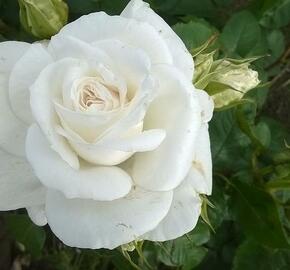 Růže velkokvětá 'Annapurna' - Rosa VK 'Annapurna'