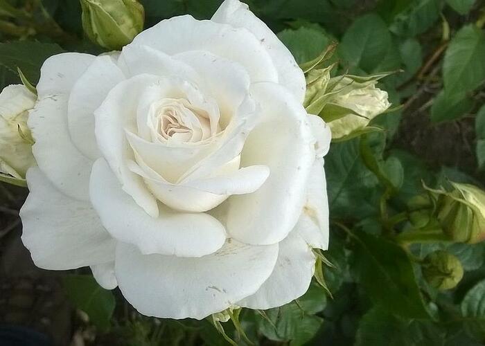 Růže velkokvětá 'Annapurna' - Rosa VK 'Annapurna'