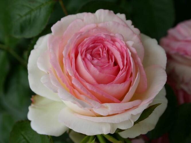 Růže pnoucí 'Mini Eden Rose' - Rosa PN 'Mini Eden Rose'
