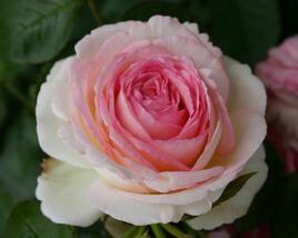 Růže pnoucí 'Mini Eden Rose'
