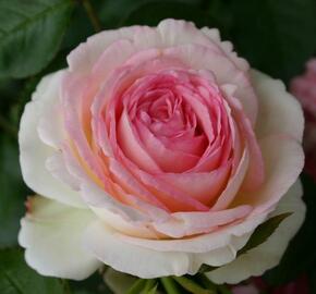 Růže pnoucí 'Mini Eden Rose' - Rosa PN 'Mini Eden Rose'