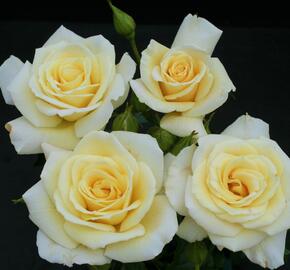 Růže velkokvětá 'Diamonds Forever' - Rosa VK 'Diamonds Forever'