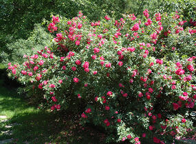 Růže parková 'John Cabot' - Rosa S 'John Cabot'