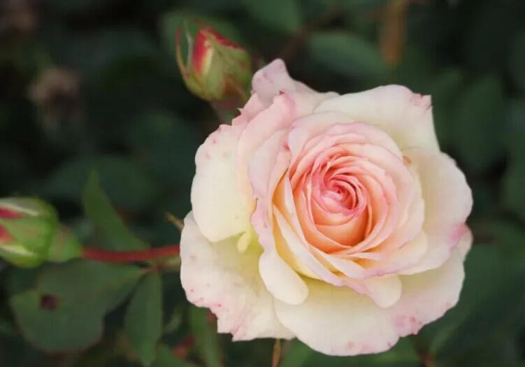 Růže velkokvětá Meilland 'Galaxy' - Rosa VK 'Galaxy'