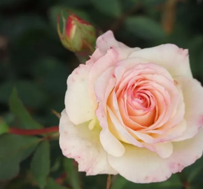 Růže velkokvětá Meilland 'Galaxy' - Rosa VK 'Galaxy'