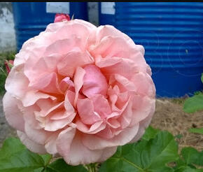 Růže mnohokvětá 'Princesse Stephanie Grande-Duchesse Heritiere de Luxembourg'