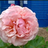 ruze-mnohokveta-princesse-stephanie-grande-duchesse-heritiere-de-luxembourg.png