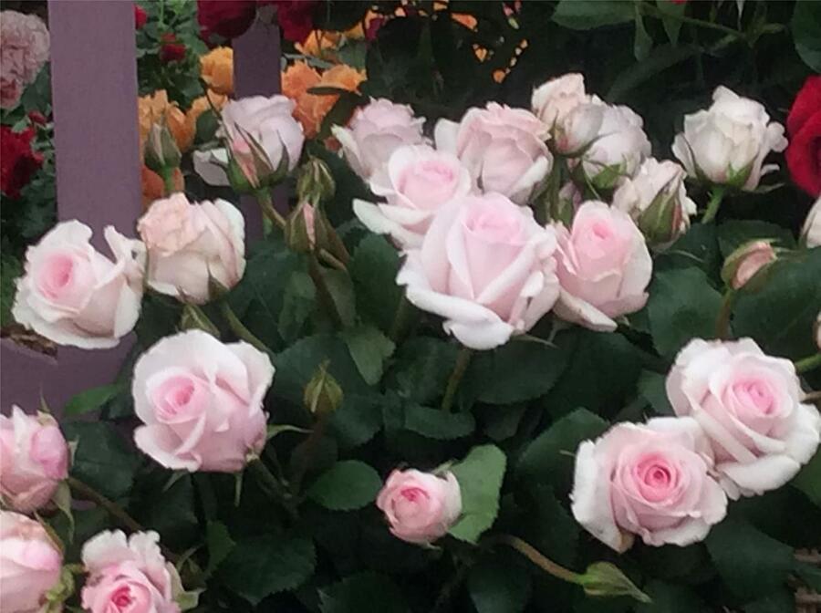 Růže mnohokvětá 'Rosa Belmonte' - Rosa MK 'Rosa Belmonte'
