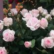 Růže mnohokvětá 'Rosa Belmonte' - Rosa MK 'Rosa Belmonte'
