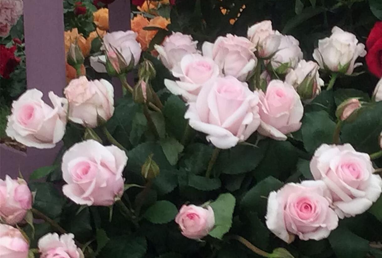 Růže mnohokvětá 'Rosa Belmonte' - Rosa MK 'Rosa Belmonte'