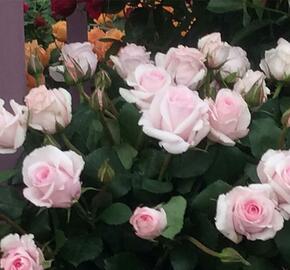 Růže mnohokvětá 'Rosa Belmonte' - Rosa MK 'Rosa Belmonte'