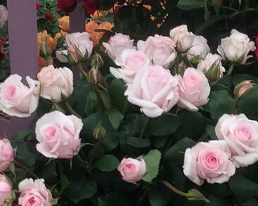 Růže mnohokvětá 'Rosa Belmonte'