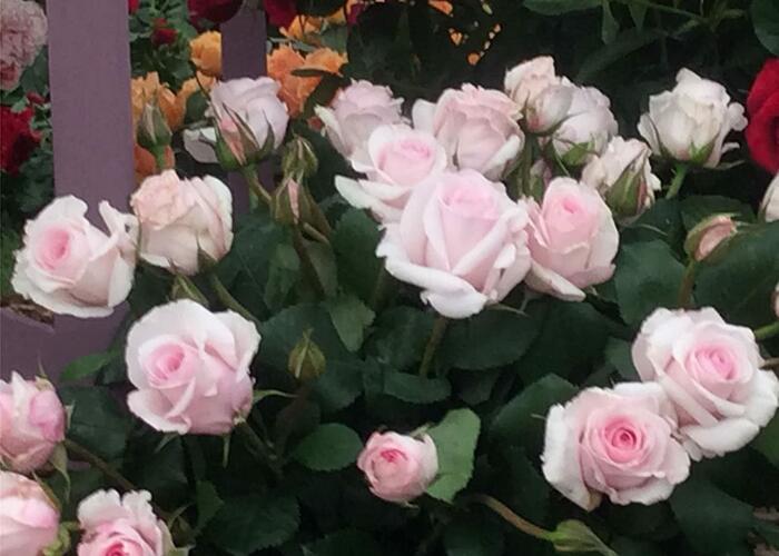 Růže mnohokvětá 'Rosa Belmonte' - Rosa MK 'Rosa Belmonte'