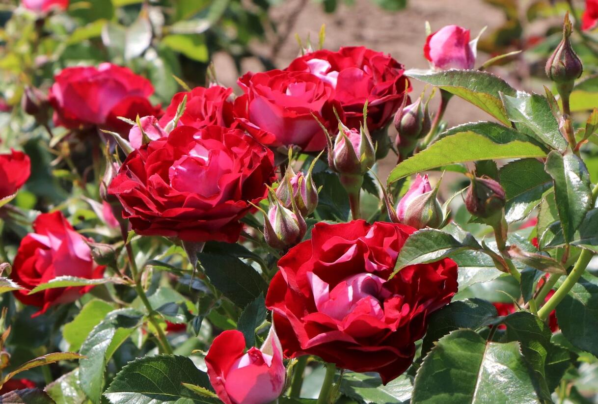 Růže mnohokvětá Kordes 'Rose der Einheit' - Rosa MK 'Rose der Einheit'
